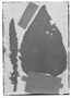 Field Museum photo negatives collection; Genève specimen of Salvia matthewsii Benth., PERU, A. Mathews, Isotype, G