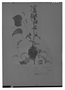 Field Museum photo negatives collection; Genève specimen of Salvia mertensii Galeotti, MEXICO, H. G. Galeotti 648, Type [status unknown], G