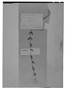 Field Museum photo negatives collection; Genève specimen of Salvia minarum Briq., BRAZIL, O. Kuntze, Type [status unknown], G