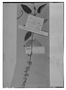 Field Museum photo negatives collection; Genève specimen of Salvia mollessima M. Martens & Galeotti, MEXICO, H. G. Galeotti 657, Isotype, G