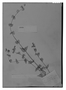 Field Museum photo negatives collection; Genève specimen of Salvia nitida (M. Martens & Galeotti) Benth., MEXICO, H. G. Galeotti 658, Isotype, G