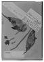 Field Museum photo negatives collection; Genève specimen of Salvia oxyphora Briq., BOLIVIA, O. Kuntze, Type [status unknown], G