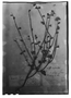 Field Museum photo negatives collection; Genève specimen of Salvia podadena Briq., MEXICO, H. G. Galeotti 639, Type [status unknown], G
