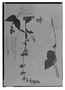 Field Museum photo negatives collection; Genève specimen of Salvia purpurascens M. Martens & Galeotti, MEXICO, H. G. Galeotti 683, Isotype, G
