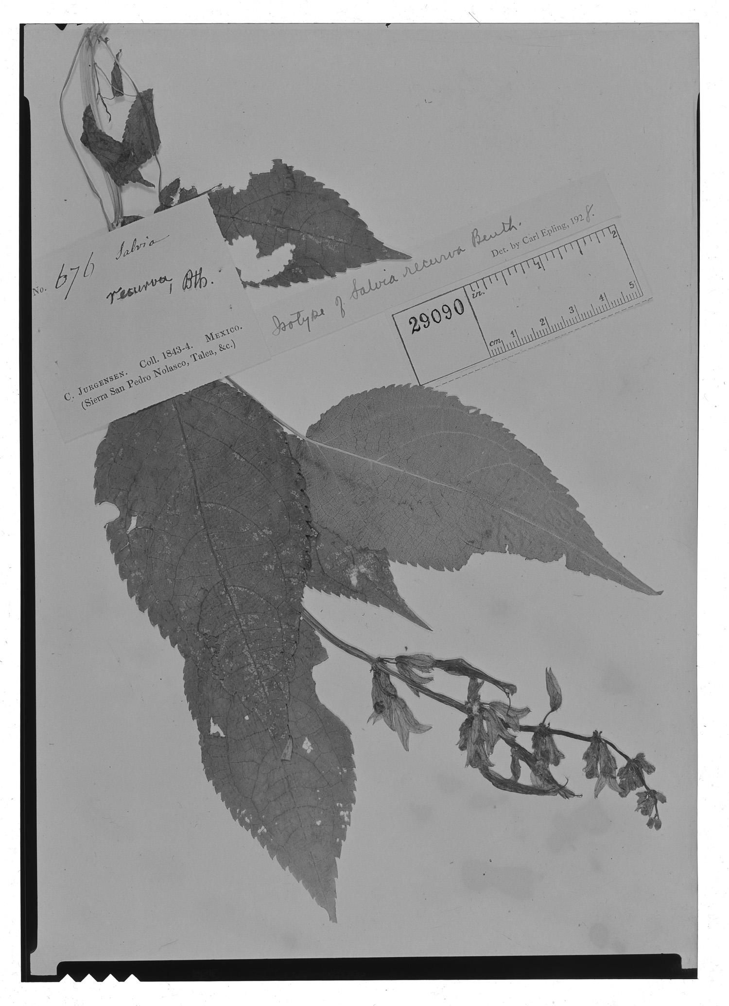 Salvia recurva image