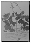 Field Museum photo negatives collection; Genève specimen of Salvia rojasii Briq., PARAGUAY, T. Rojas, Type [status unknown], G