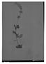 Field Museum photo negatives collection; Genève specimen of Salvia rubiginosa Benth., MEXICO, J. J. Linden 130, Type [status unknown], G