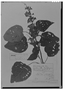 Field Museum photo negatives collection; Genève specimen of Salvia siphonantha Briq., ECUADOR, W. Jameson 797, Type [status unknown], G