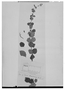 Field Museum photo negatives collection; Genève specimen of Salvia skepostachys Epling, BRAZIL, A. Isabelle, Type [status unknown], G