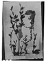 Field Museum photo negatives collection; Genève specimen of Salvia sprucei Briq., ECUADOR, R. Spruce 5990, Type [status unknown], G