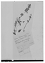 Field Museum photo negatives collection; Genève specimen of Salvia tiraquensis Briq., BOLIVIA, O. Kuntze, Type [status unknown], G