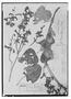 Field Museum photo negatives collection; Genève specimen of Salvia truxillensis Briq., VENEZUELA, J. J. Linden 378, Type [status unknown], G