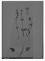 Field Museum photo negatives collection; Genève specimen of Salvia membranacea var. villosula Benth., MEXICO, G. Andrieux, Isotype, G
