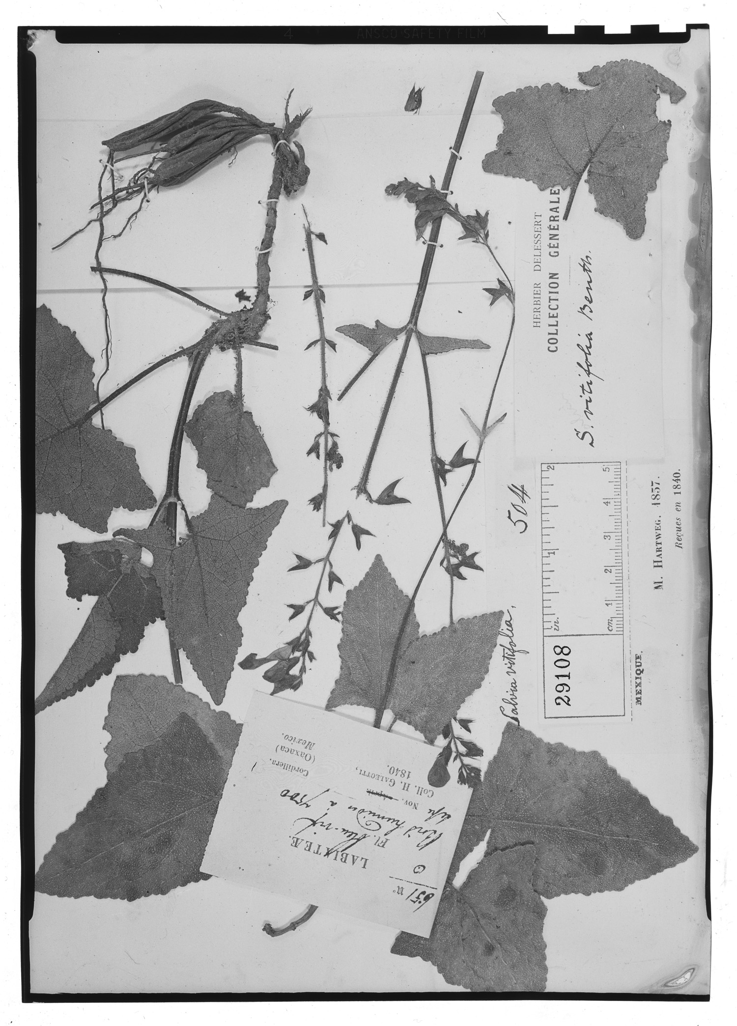 Salvia vitifolia image