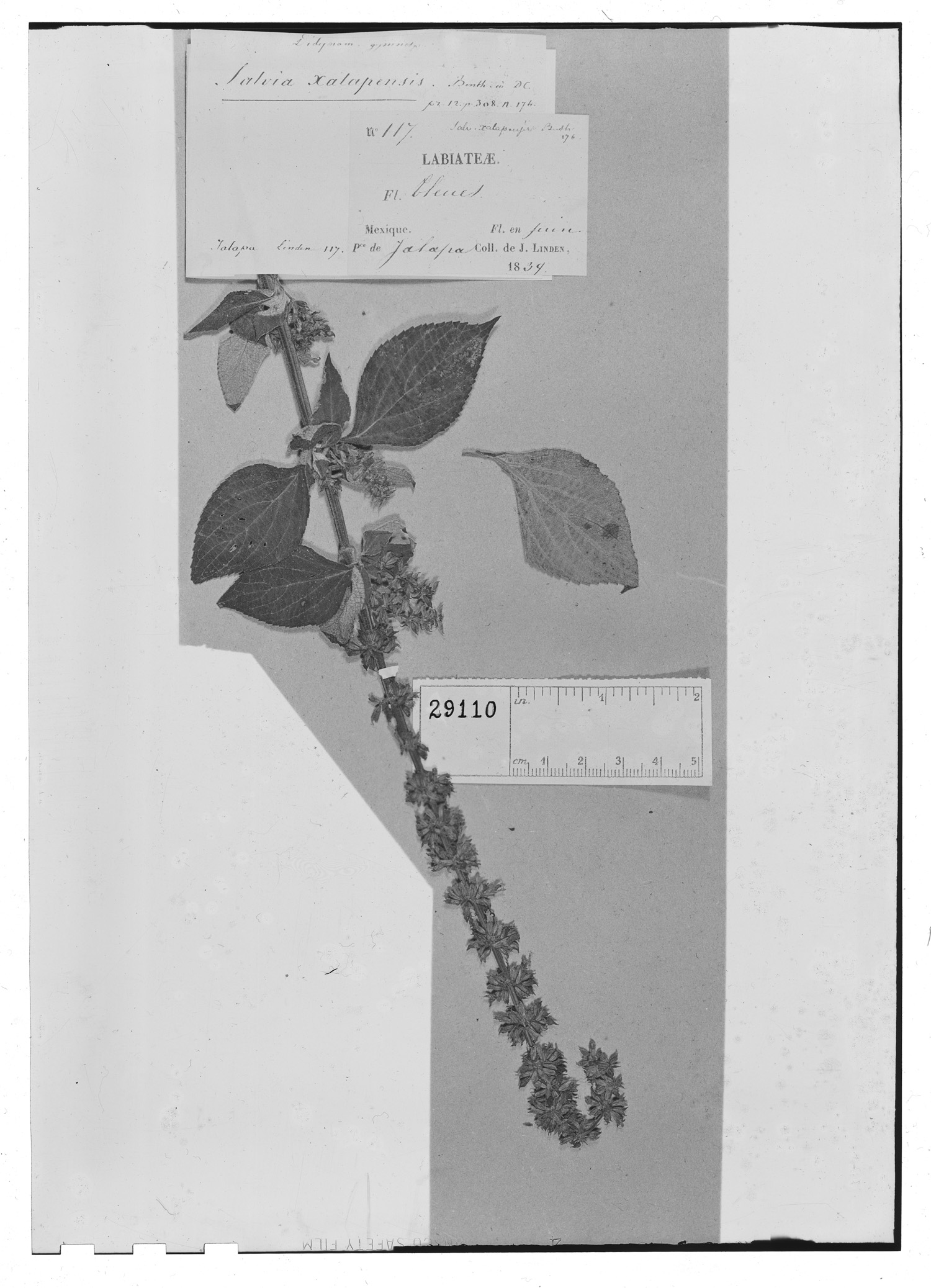 Salvia xalapensis image