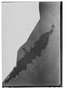 Field Museum photo negatives collection; Genève specimen of Satureja striata (Ruíz & Pav.) Briq., PERU, H. Ruíz L., Type [status unknown], G