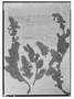 Field Museum photo negatives collection; Genève specimen of Stachys dubia Briq., URUGUAY, O. Kuntze, Type [status unknown], G