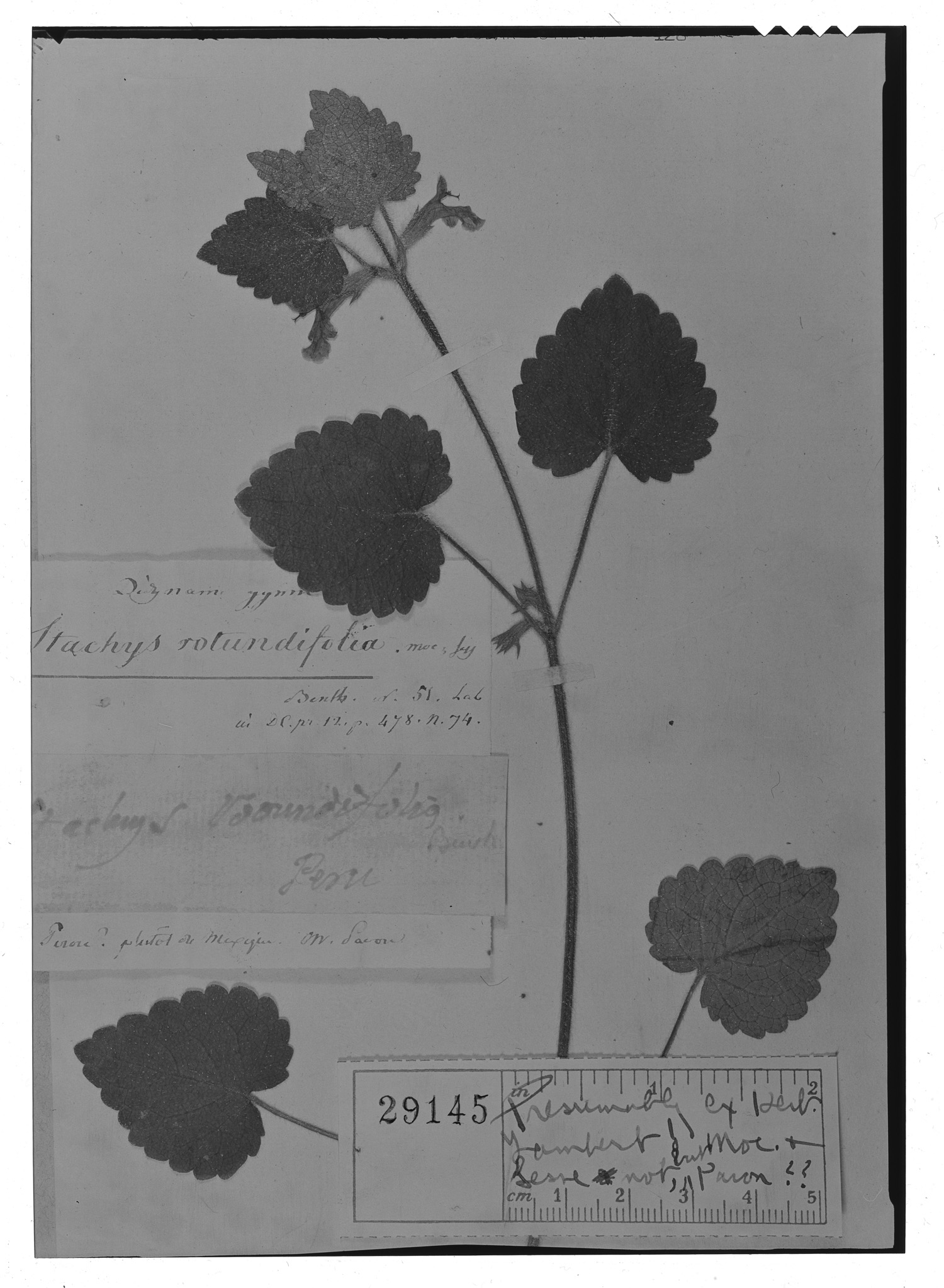 Stachys rotundifolia image