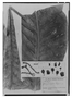 Field Museum photo negatives collection; Genève specimen of Grias grandifolia Pilg., PERU, G. Tessmann 3110, Isotype, G