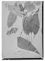 Field Museum photo negatives collection; Madrid specimen of Aphelandra acutifolia Ruíz & Pav., PERU, H. Ruíz L. 18-Feb, Type [status unknown], MA