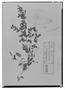 Field Museum photo negatives collection; Madrid specimen of Ruellia microphylla Cav., MEXICO, L. Née, Type [status unknown], MA
