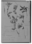 Field Museum photo negatives collection; Madrid specimen of Dipteracanthus germiniflorus Nees, PERU, H. Ruíz L. 18/38, Type [status unknown], MA