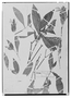 Field Museum photo negatives collection; Madrid specimen of Pachystachys lutea Nees, PERU, H. Ruíz L. 19-Feb, Type [status unknown], MA