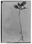 Field Museum photo negatives collection; Madrid specimen of Pseuderanthemum lanceolatum (Ruíz & Pav.) Wassh., PERU, H. Ruíz L. 9A-1, Type [status unknown], MA