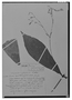 Field Museum photo negatives collection; Madrid specimen of Ruellia pedunculosa (Nees) B. D. Jacks. & Hook. f., PERU, H. Ruíz L. 21/85a, Type [status unknown], MA