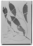 Field Museum photo negatives collection; Madrid specimen of Ruellia pedunculosa (Nees) B. D. Jacks. & Hook. f., PERU, A. J. Cavanilles 21-Feb, Type [status unknown], MA