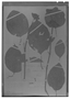 Field Museum photo negatives collection; Madrid specimen of Sanchezia ovata Ruíz & Pav., PERU, H. Ruíz L. B-34, Type [status unknown], MA