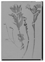 Field Museum photo negatives collection; Madrid specimen of Alstroemeria lineatiflora Ruíz & Pav., PERU, H. Ruíz L. Sep-48, Type [status unknown], MA