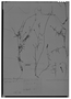 Field Museum photo negatives collection; Madrid specimen of Ipomoea ternifolia Cav., Mexico, L. Née, Holotype, MA