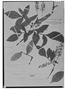 Field Museum photo negatives collection; Madrid specimen of Weinmannia pentaphylla Ruíz & Pav., PERU, H. Ruíz L. 04-Dec, Type [status unknown], MA
