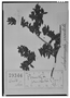 Field Museum photo negatives collection; Madrid specimen of Andromeda prostrata Cav., ECUADOR, L. Née, Holotype, MA