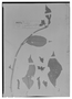 Field Museum photo negatives collection; Madrid specimen of Crantzia pseudocordata Cuatrec., ECUADOR, J. Isern 503, Holotype, MA