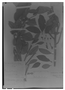 Field Museum photo negatives collection; Madrid specimen of Ternstroemia globiflora Ruíz & Pav., PERU, H. Ruíz L. s.n., Holotype, MA