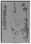 Field Museum photo negatives collection; Madrid specimen of Salvia glandulifera Cav., Ecuador, L. Née s.n., Holotype, MA