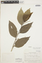 Piper lineolatifolium Trel. & Yunck., ECUADOR, W. H. Camp E-995, F