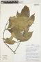 Allophylus petiolulatus Radlk., BOLIVIA, 4358, F