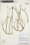 Euphorbia elliptica Lam., PERU, R. W. Bussmann 16857, F