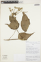 Abutilon giganteum (Jacq.) Sweet, PERU, R. W. Bussmann 16681, F