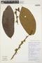 Moraceae, PERU, A. Acosta M. 34, F