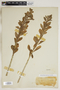 Sedum purpureum (L.) Schult., U.S.A., N. V. Haynie 1554, F