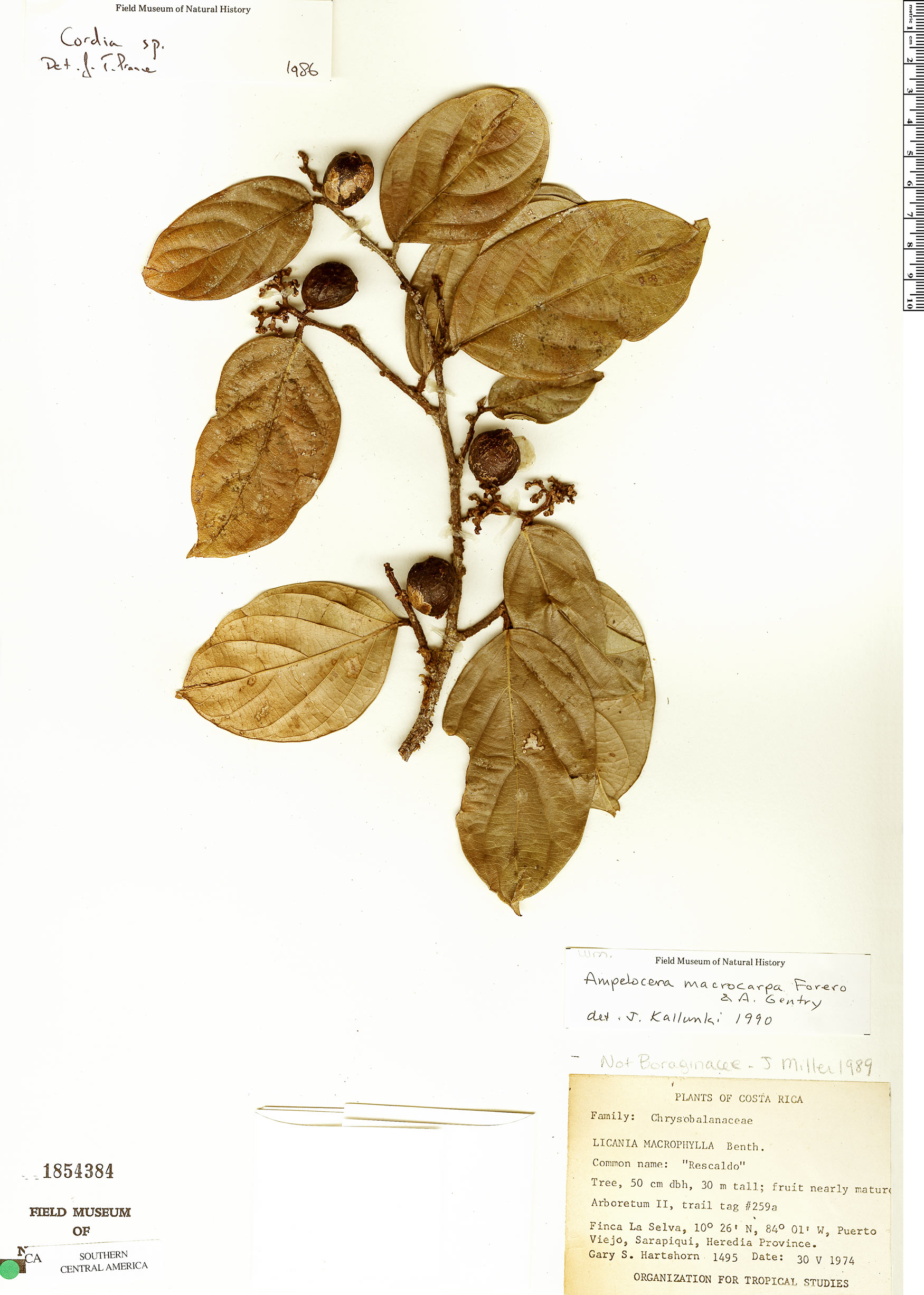 Ampelocera macrocarpa image
