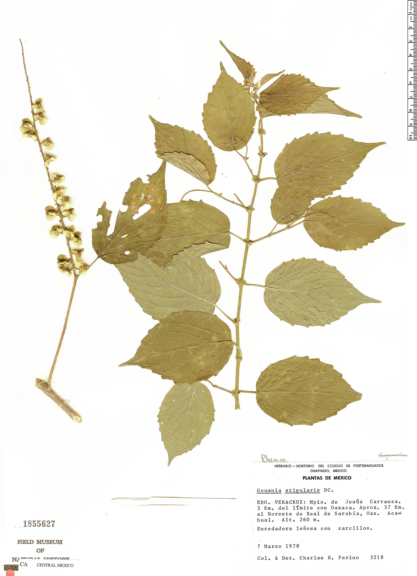 Gouania stipularis image