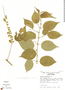 Gouania stipularis DC., Mexico, C. H. Perino 3218, F