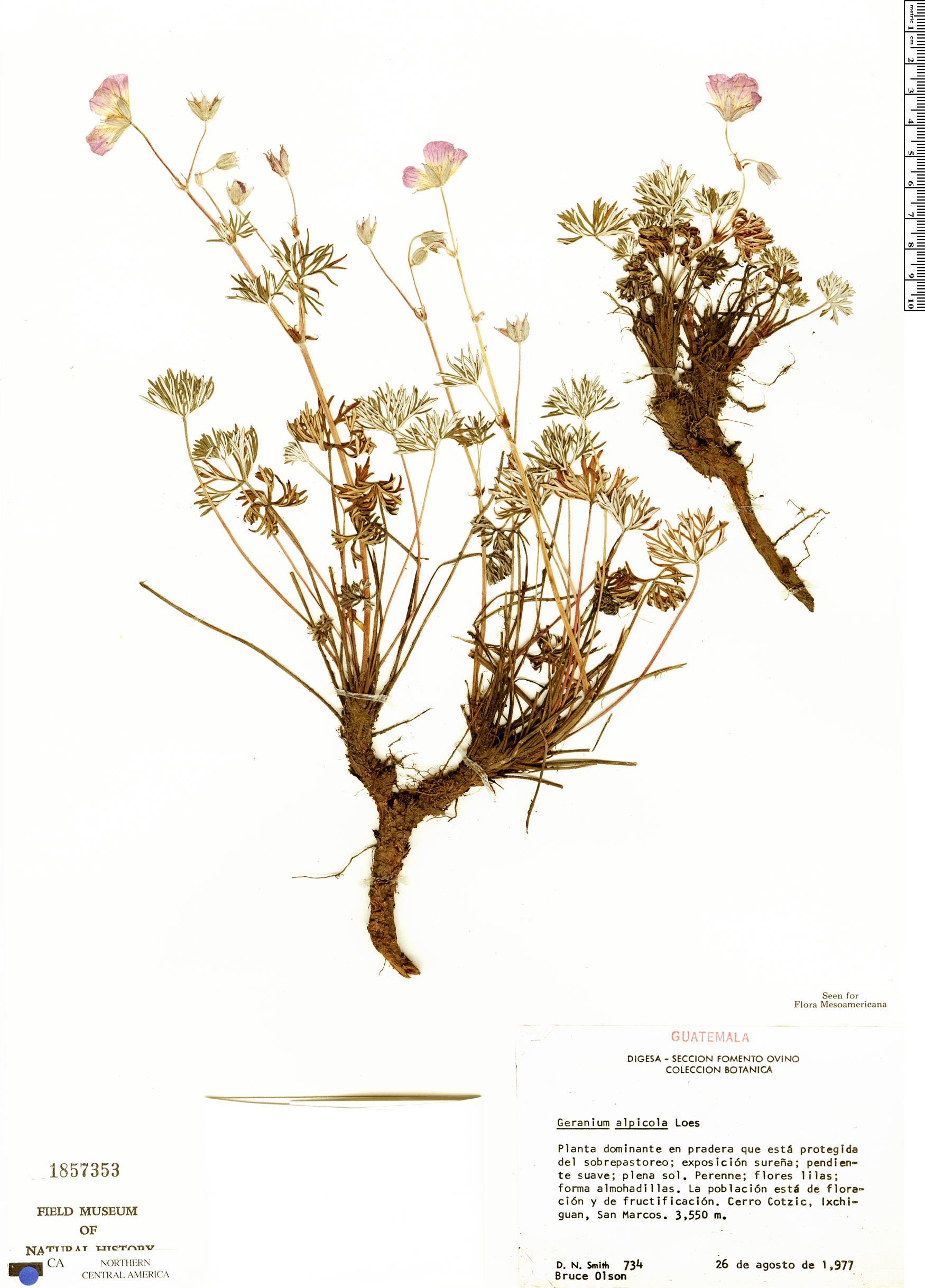 Geranium alpicola image