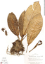 Anthurium correae image