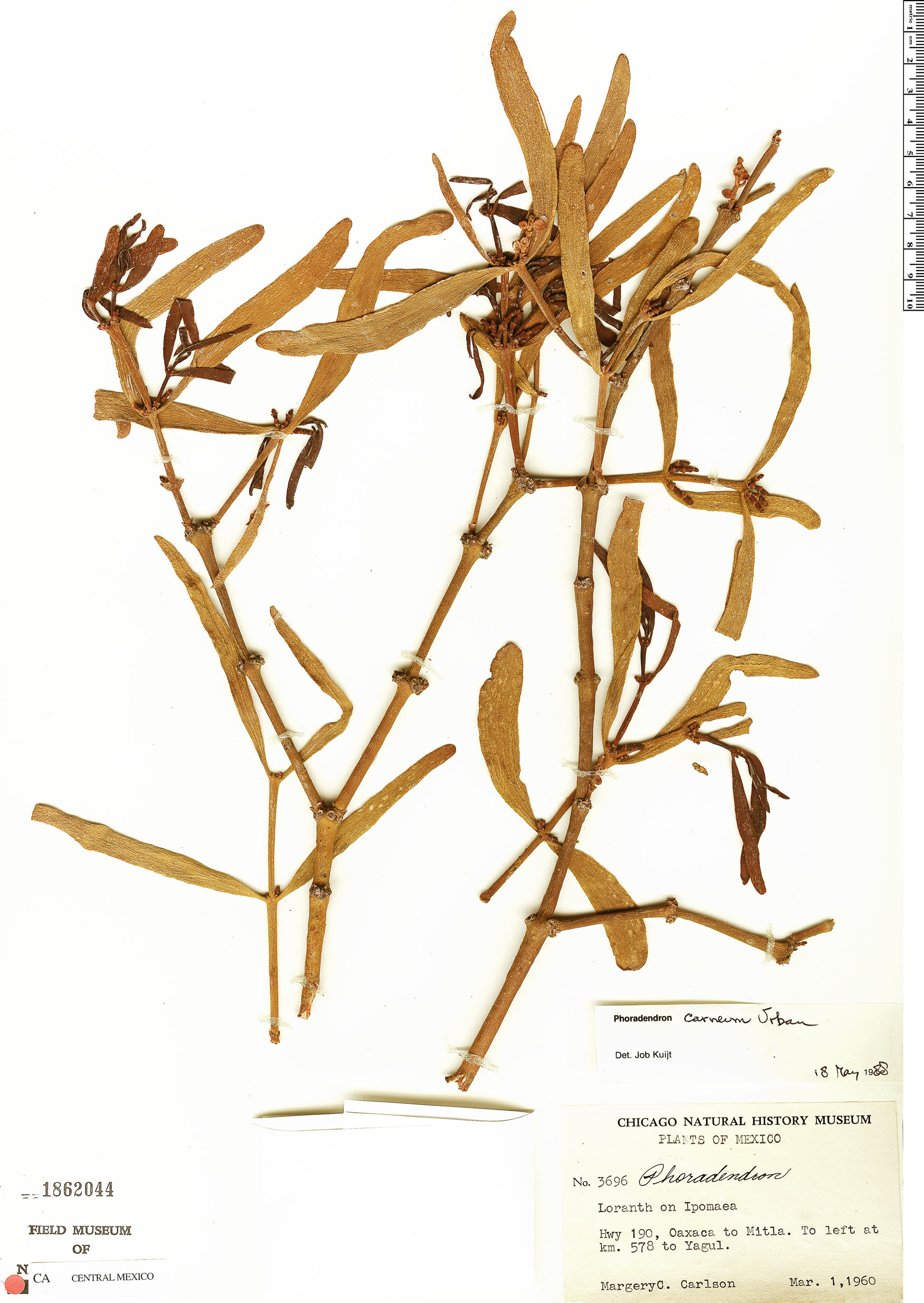 Phoradendron carneum image